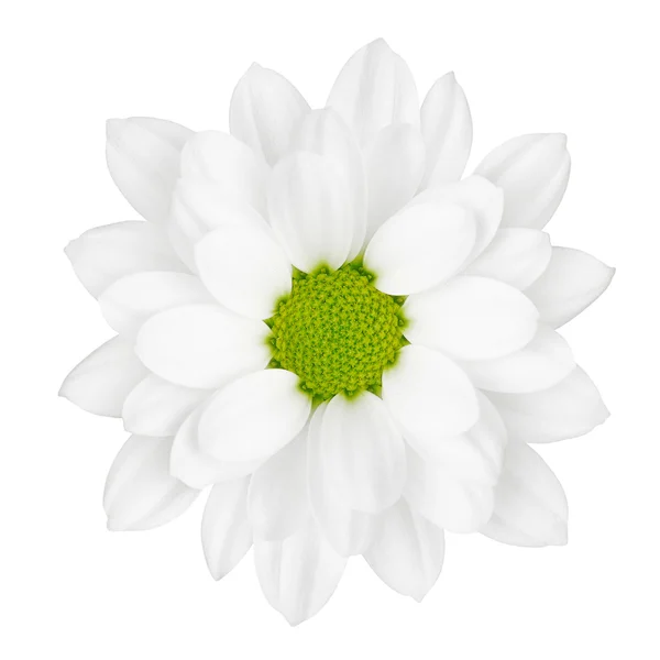 Flor sobre um fundo branco — Fotografia de Stock