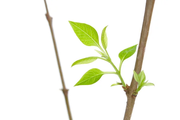 Bladeren en takken op een witte achtergrond — Stockfoto