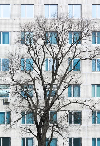 Дерево без листьев на стене с окнами — стоковое фото