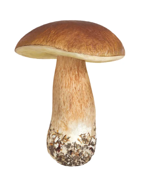 cep on a white background