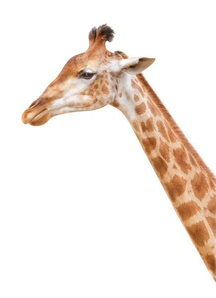 Giraffe head on a white background — Stock Photo, Image