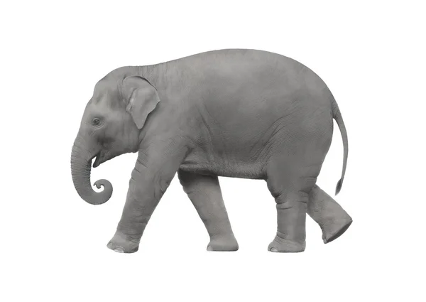 Слон ходит на белом фоне — стоковое фото
