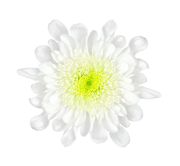 Цветок на белом фоне — стоковое фото