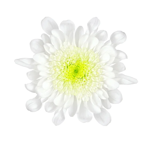 Flor sobre um fundo branco — Fotografia de Stock