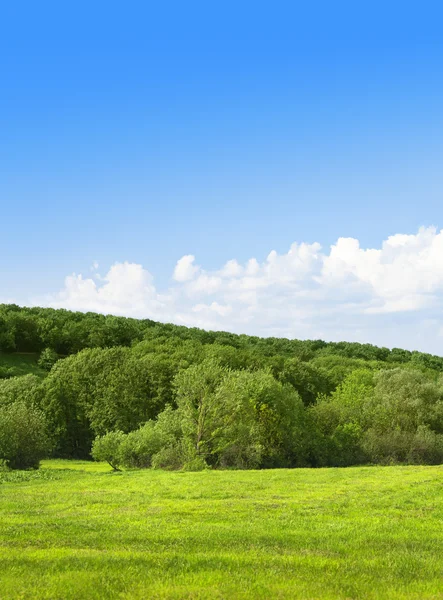 Campo verde y bosque en el fondo del cielo. Verano landscap —  Fotos de Stock