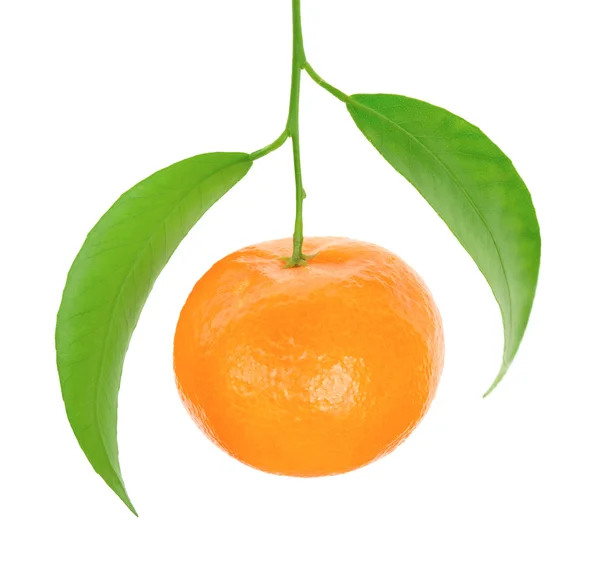Mandarină pe ramură pe fundal alb — Fotografie, imagine de stoc