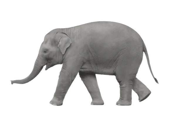 Elefant — Stockfoto