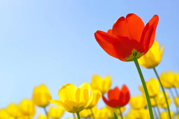 Tulipány červené a žluté proti modré obloze — Stock fotografie