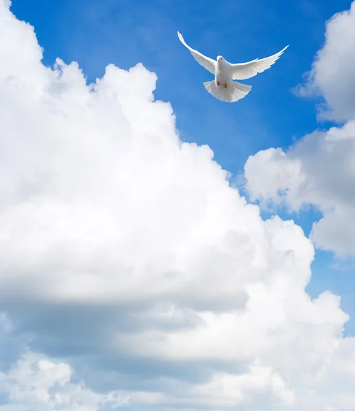 Paloma blanca en el cielo — Foto de Stock