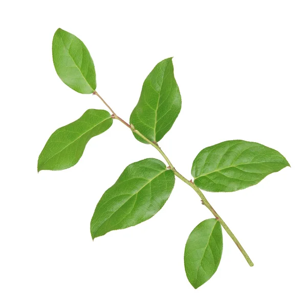 Větev s zelenými listy na bílém pozadí — Stock fotografie