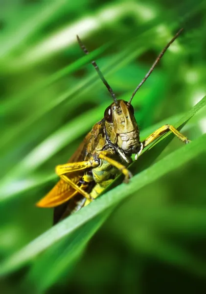 메뚜기 — 스톡 사진