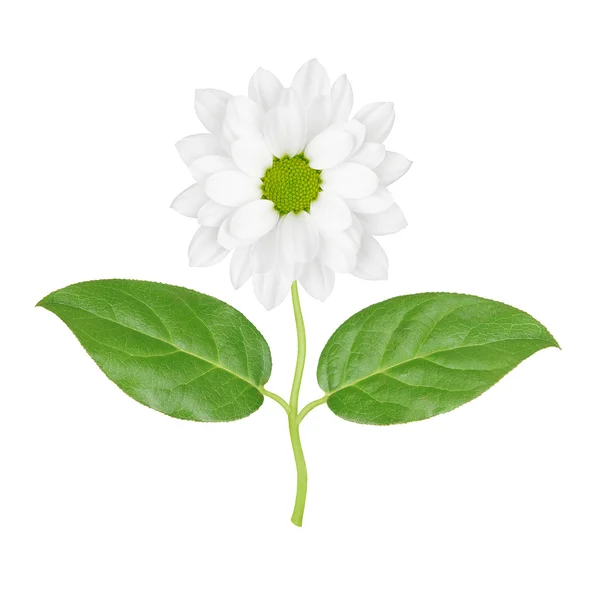 Flor sobre um fundo branco — Fotografia de Stock