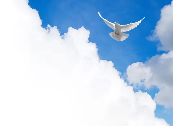 Pomba branca voando no céu. Modelo com um campo de texto . — Fotografia de Stock