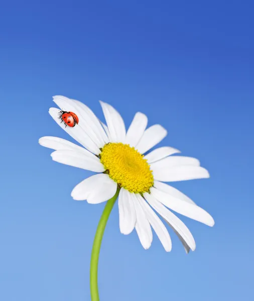 Uğur böceği çiçek alır — Stok fotoğraf