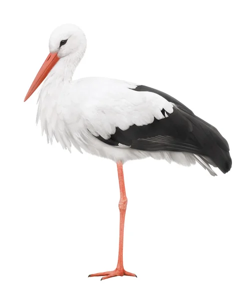 Stork på hans långa ben. symbol för graviditet. — Stockfoto