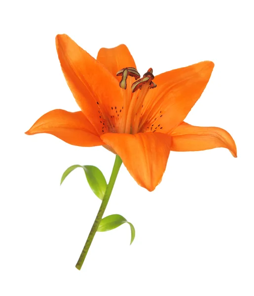 Flower lily on a white background — Stock Photo, Image