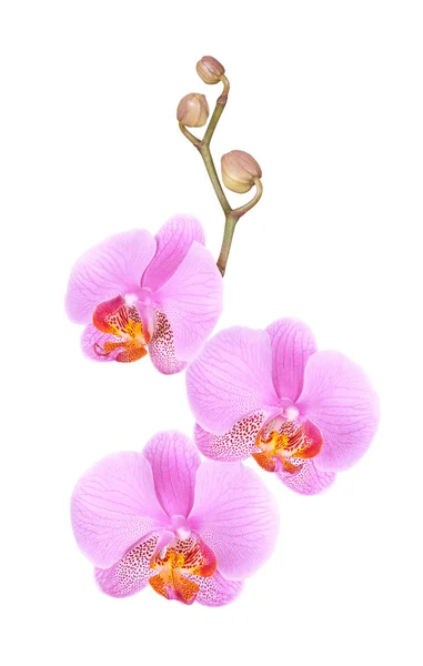 Flowers orchid on a white background — Stock Photo, Image