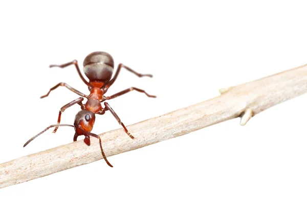 Laska ciągnie mrówka na białym tle. Symbol ciężkiej pracy — Zdjęcie stockowe