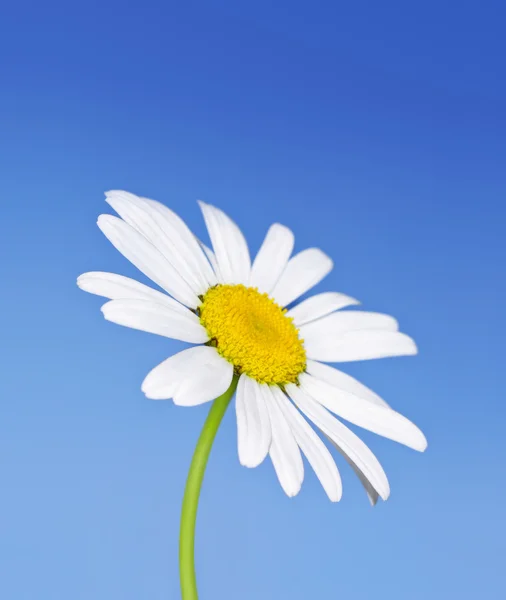 Gänseblümchen auf blauem Himmel Hintergrund — Stockfoto