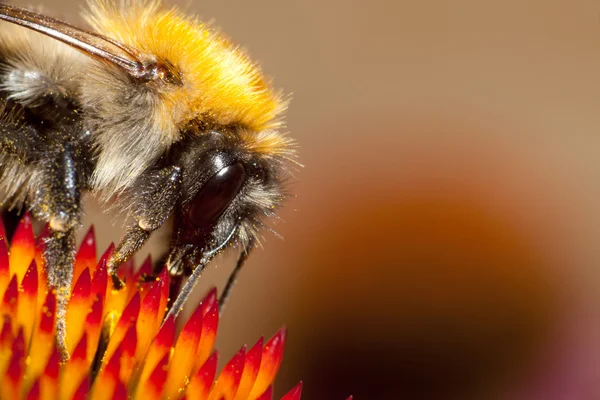 Shaggy Bee o abejorro se sienta en la flor — Foto de Stock