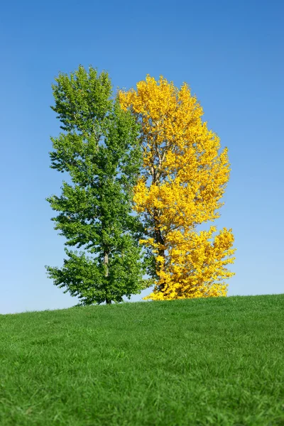 蓝蓝的天空对字段中的黄色和绿色树。秋季. — 图库照片