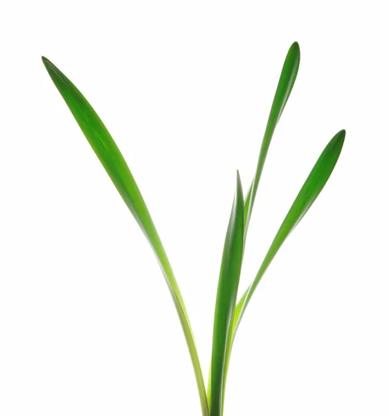 Leaves of Grass on a white background — Stock Photo, Image