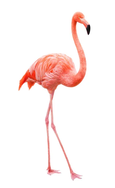 Flamingo pássaro andando sobre um fundo branco — Fotografia de Stock