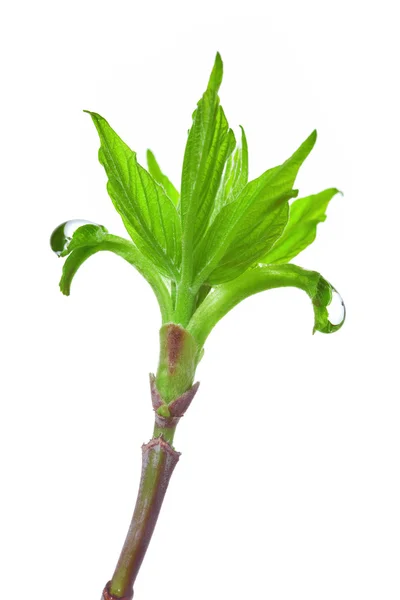 Unga blad — Stockfoto