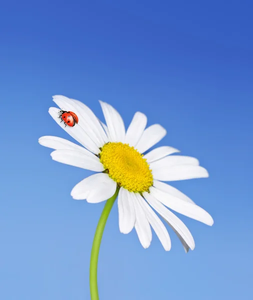 Ladybird takes off from the flower — Stock Photo, Image