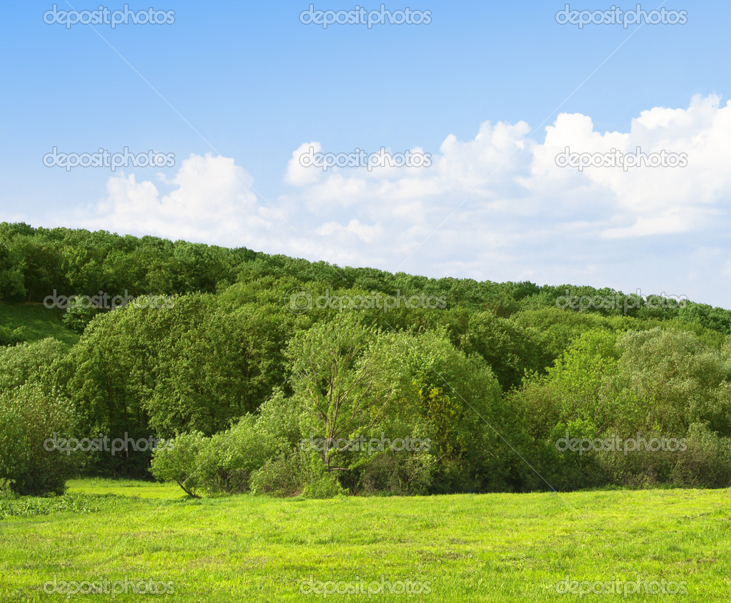 Green field and forest on background of the sky. Summer landscap
