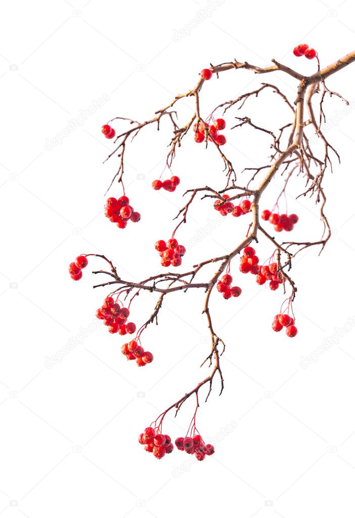 Branch of rowanberry with berry on white background in the style