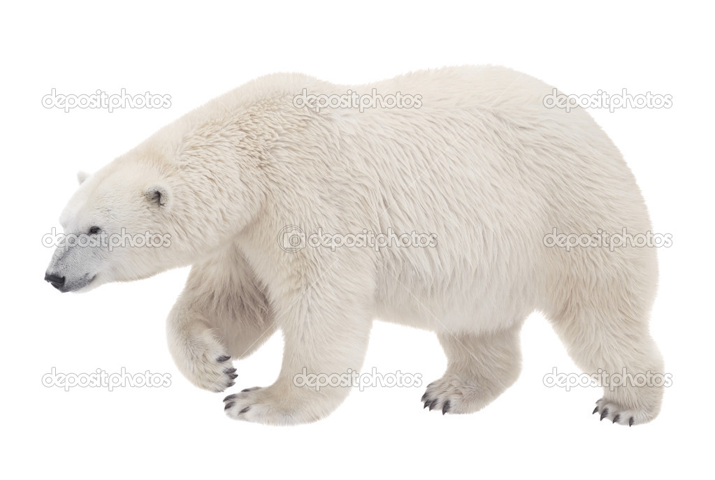 bear walking on a white background