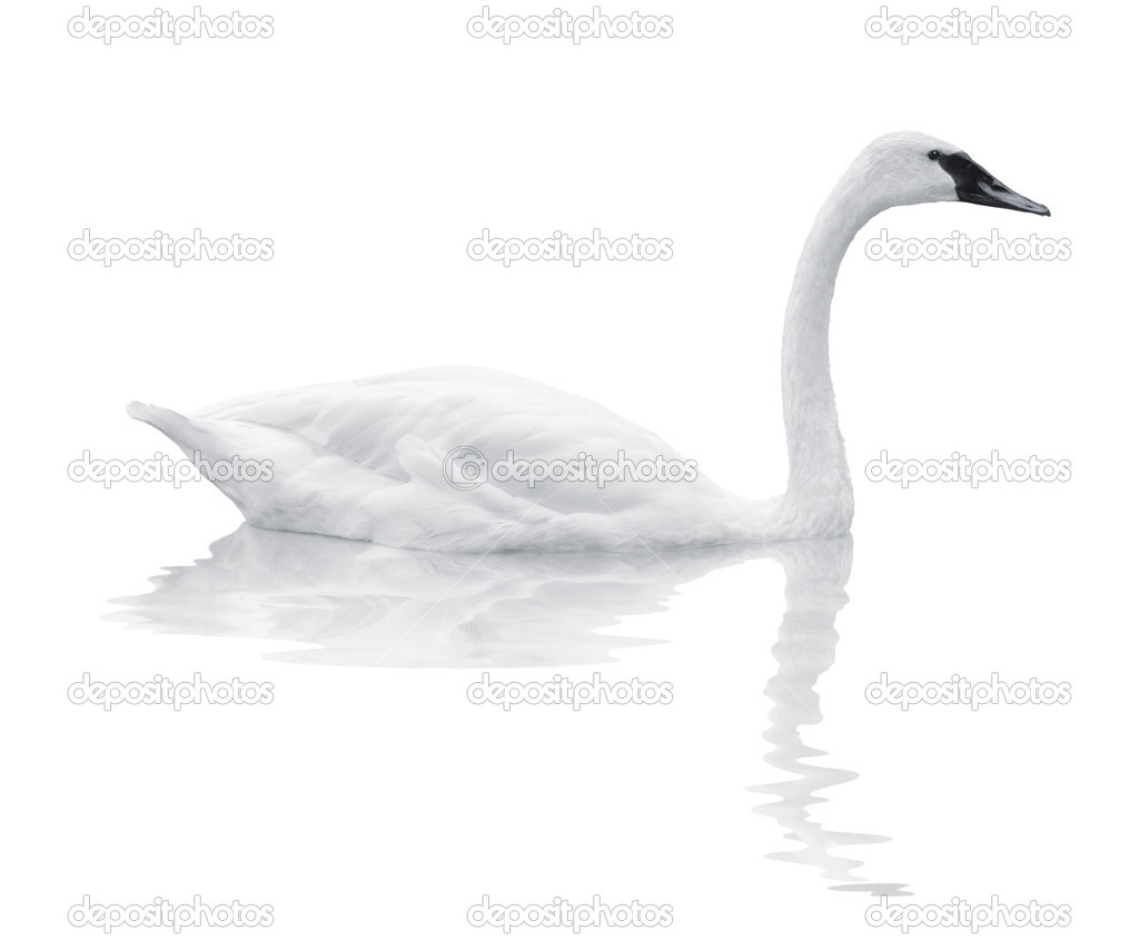 Bird swan swims on a white background