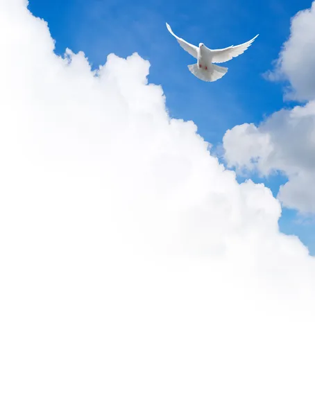 Pomba branca voando no céu — Fotografia de Stock