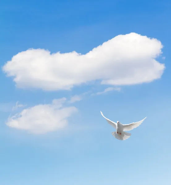 Vit duva i himlen — Stockfoto