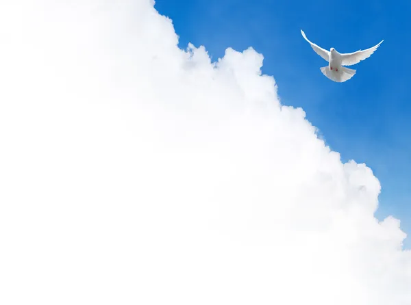 White dove in the sky — Stock Photo, Image