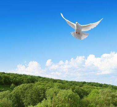 White dove in the sky above forest