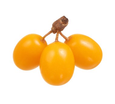 Deniz cehri çilek beyaz zemin üzerine