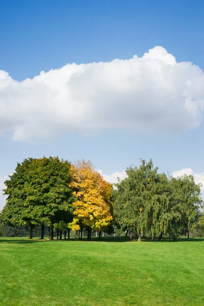 Autumn trees on a green meadow against the sky — Stock Photo, Image