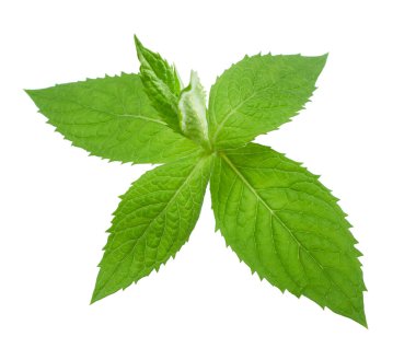 Beyaz arkaplanda nane yaprakları