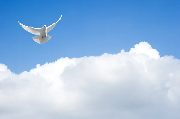 Белый голубь, летящий в небе — стоковое фото