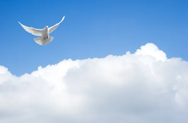 Weiße Taube fliegt in den Himmel lizenzfreie Stockbilder