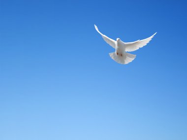 White dove flying in the sky clipart