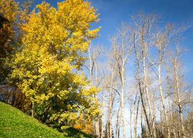 Sonbahar ağaçları mavi gökyüzüne karşı