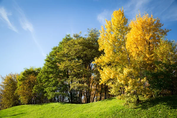 秋天的树木映衬着蓝天 — 图库照片
