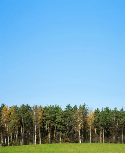 Borde del bosque contra el cielo azul —  Fotos de Stock