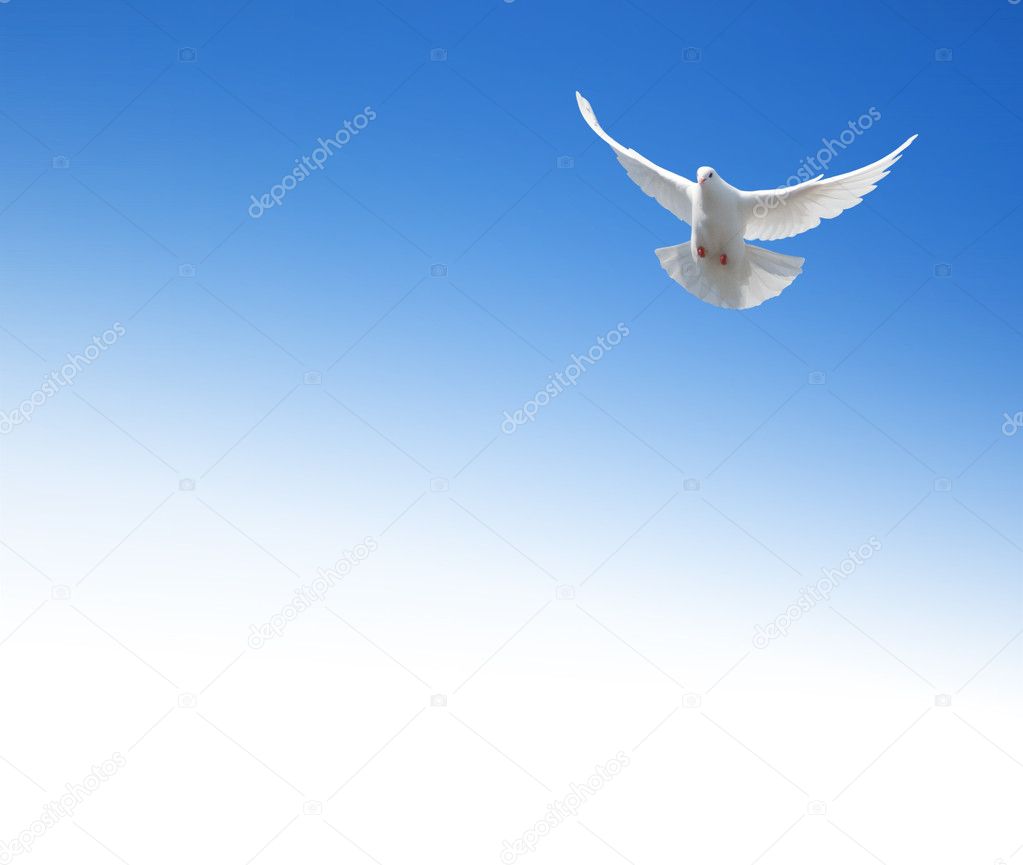 White dove flying in the sky. Background with a text field.