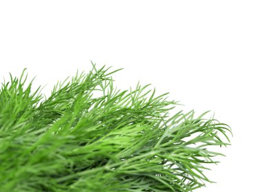 bir alan için metin beyaz zemin üzerine dereotu