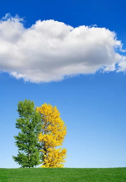 Autumn landscape. Yellow and green tree in the field against the — Stock Photo, Image