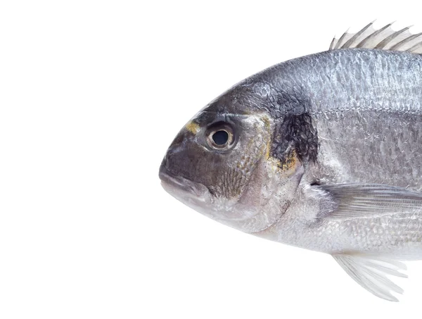Dorado pescado sobre fondo blanco —  Fotos de Stock